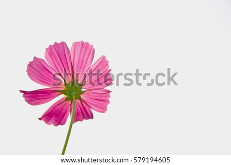 Beautiful pink Cosmos flower 