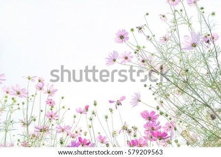 cosmos flower field, natural object with sky background