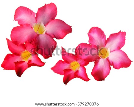 Desert Rose; Impala Lily; Mock Azalea pink tropical flower on white background isolated