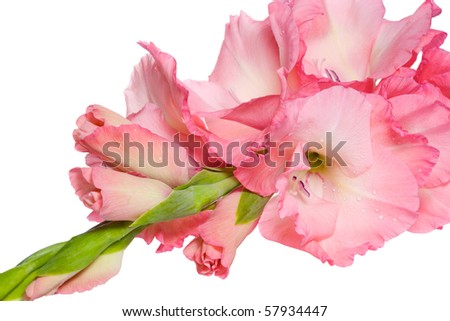 single pink gladiolus with water drops isolated on white