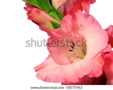 single pink gladiolus with water drops isolated on white