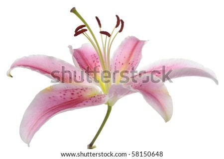 Pink lily flower over white