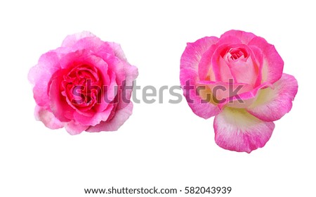 Closes up two pink rose on white background for happy Valentine's day