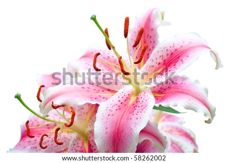 Pink lilies on white background. Shallow DOF