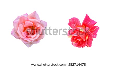 Closes up two pink rose on white background