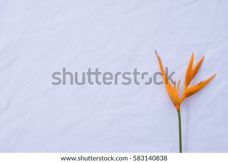 Bird of paradise flower on white fabric from top view with copy space