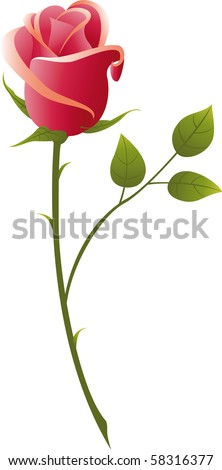 vector illustration red rose on a white background..