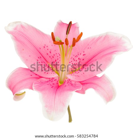 Beautiful Pink Lily Isolated On White Background