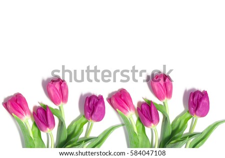  fresh pink tulips on a white background.  text box
