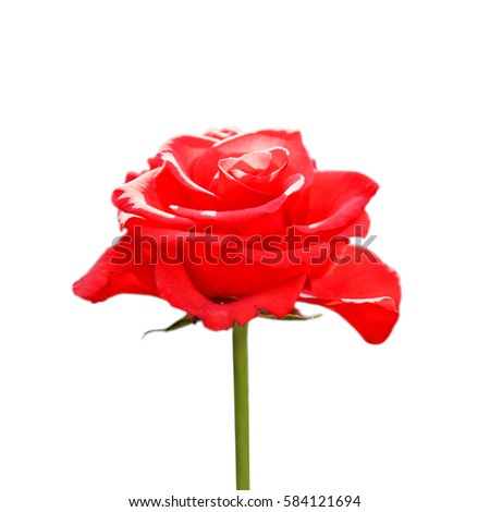 Red Rose in White Background/ Isolated Flower
