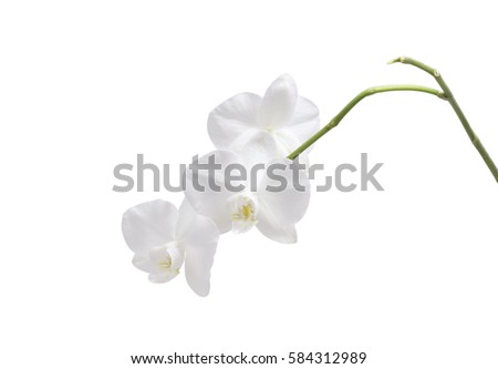Flower orchid. White. Isolated on white. 