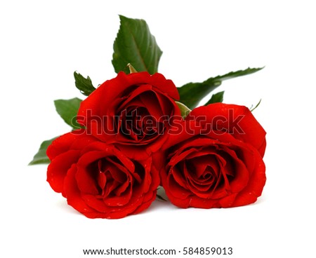 beautiful red rose flowers isolated on white background