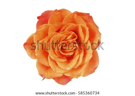 a macro closeup of a beautiful fresh with dew drops orange rose flower isolated on white top view with space for text