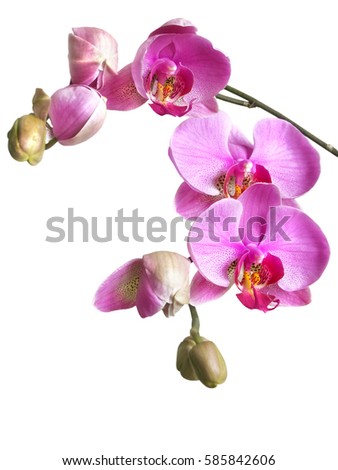 a branch of delicate pink flowers and buds phalaenopsis orchid isolated on white background.