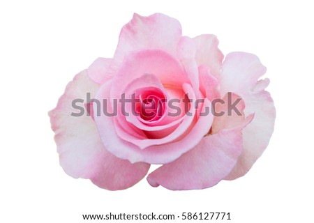 pink rose isolated on white background. Top view.
