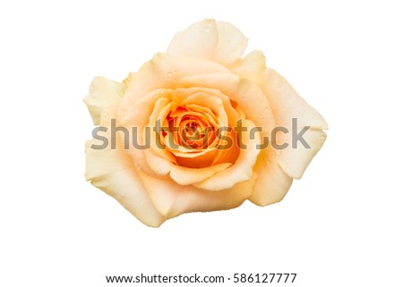 yellow rose isolated on white background. Top view.