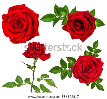 rose isolated on the white background