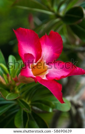 A Close up of Red Flower in garden