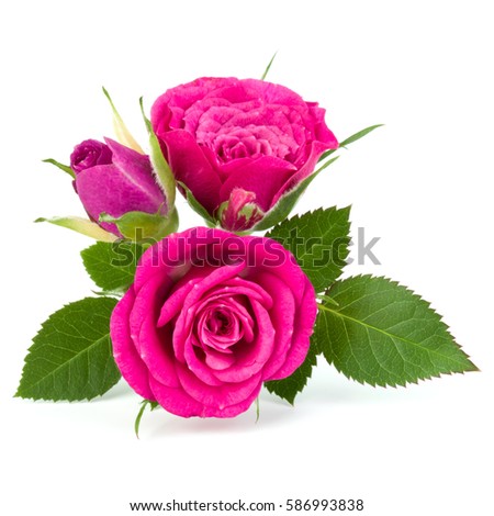 pink rose flower bouquet isolated on white background cutout.