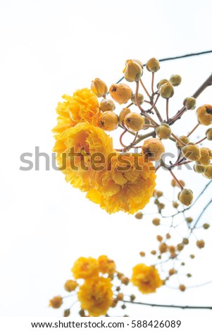 Yellow Silk Cotton Tree flowers.