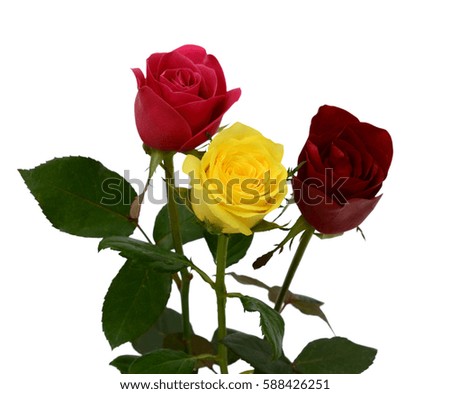 : beautiful bouquet of rose flowers isolated on white background
