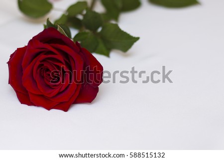 red rose, flower