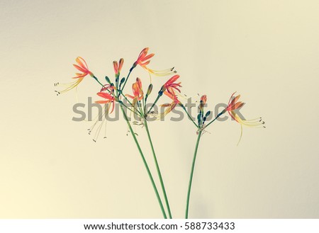 color small flower on white wall background with retro filter