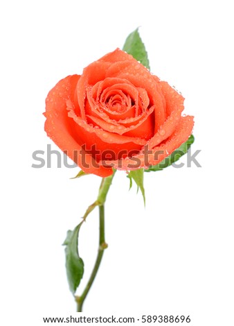 beautiful orange rose flower with dew, isolated on white background