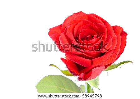 Red rose isolated over white