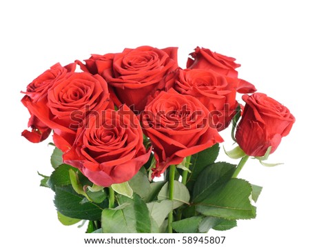 Roses isolated over white