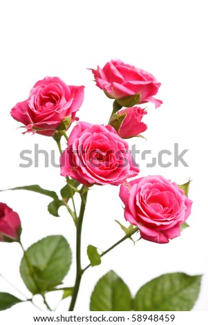 Bunch of beautiful roses