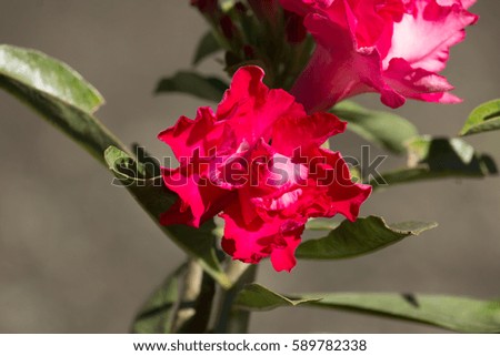 Close up of Soft Pink Desert rose flowers