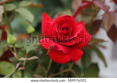 huge scarlet red rose in a garden in the summer in the sun