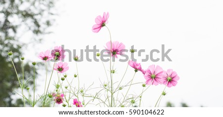 Pink wildflowers in meadow,selective focusing.