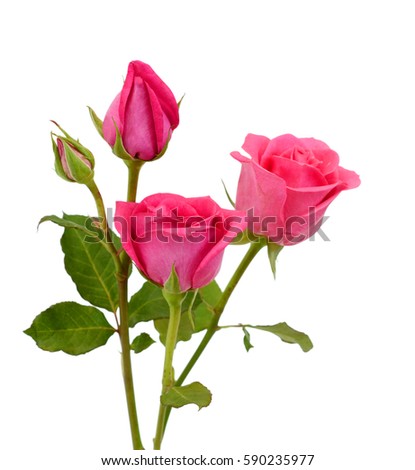 beautiful pink rose flowers isolated on white background 
