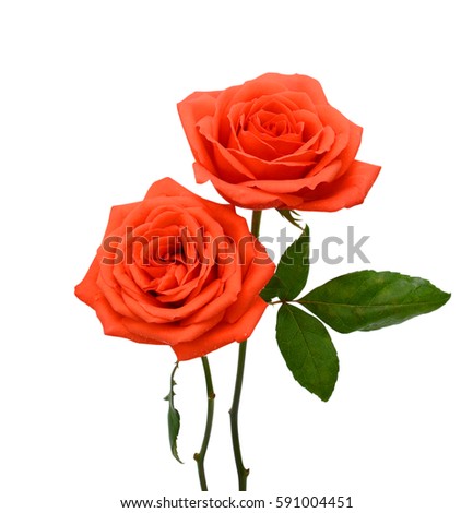 beautiful rose flowers isolated on white background
