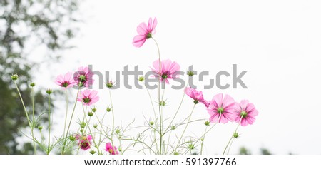 Pink wildflower meadow with cloudy sky, Cosmos flower with some blurred focusing.