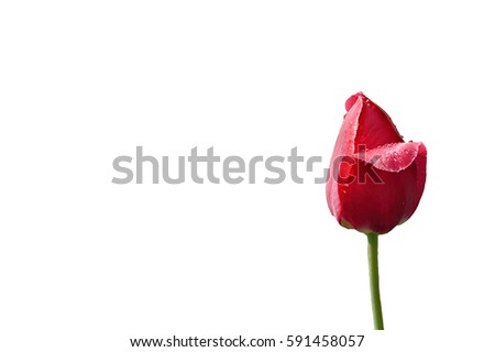 colorful spring tulips isolated on a white background