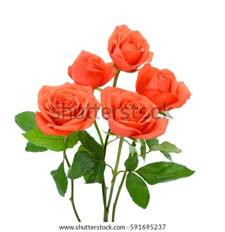 beautiful orange rose flowers isolated on white background