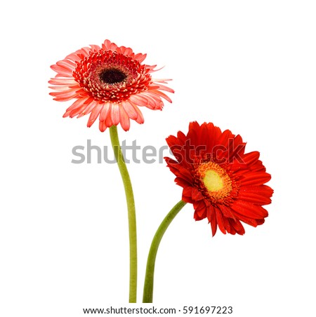 beautiful gerbera flowers isolated on white background