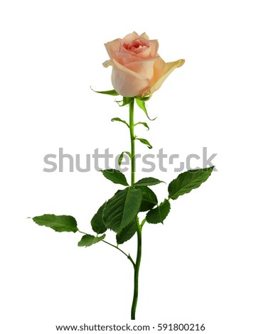 Pale pink rose with stem and leaves isolated on white background.