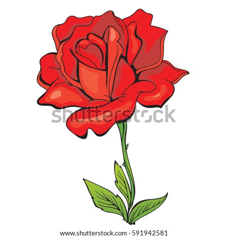 Flowers roses, red buds and green leaves. Isolated on white background. Vector illustration.