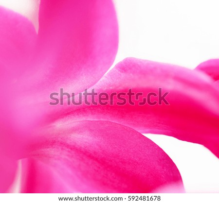 Closeup pink hyacinthus. Flower background.