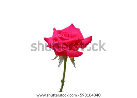 red rose and leaves isolated on white background