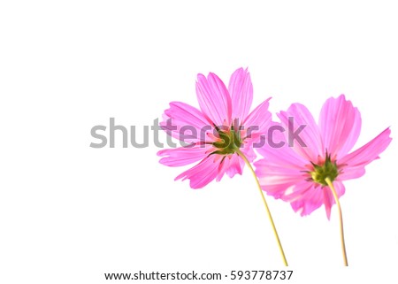 Cosmos flowers on a white background.