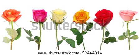 the six natural roses