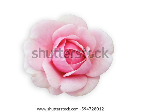 Beautiful rose cut out