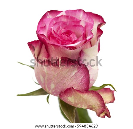 mottled green and magenta rose isolated on white background