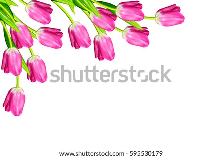 spring flowers tulips isolated on white background. 