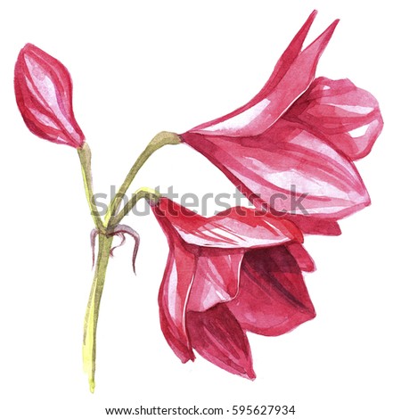 Hippeastrum flower watercolor illustration.